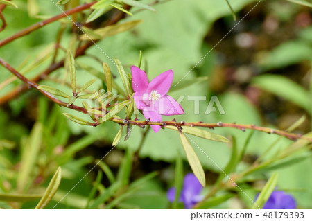 開花在三鷹中原的桃紅色烏鴉空氣 48179393