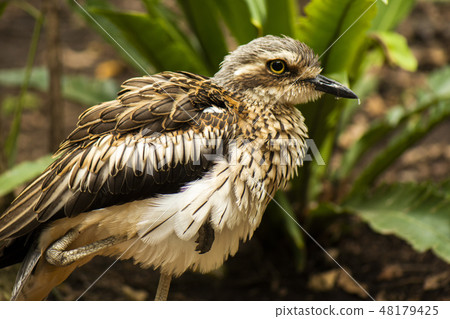 Close up of a Bush Stone-Curlew Close up of a Bush Stone-Curlew 48179425