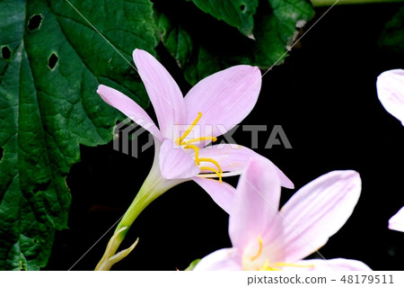 開花在三鷹中原的桃紅色tamasdale 48179511