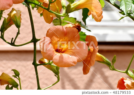 開花在三鷹中原的橙色novy Kazura 48179533