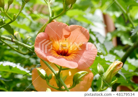 開花在三鷹中原的橙色novy Kazura 48179534