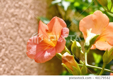 開花在三鷹中原的橙色novy Kazura 開花在三鷹中原的橙色novy Kazura 48179582