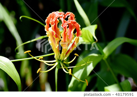 開花在三鷹中原的年輕nerine花 開花在三鷹中原的年輕nerine花 48179591