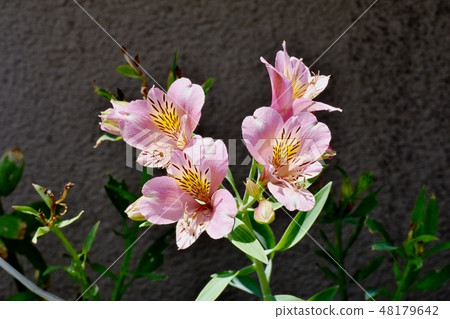 Pink Alstroemeria blooming in Mitaka Nakahara Pink Alstroemeria blooming in Mitaka Nakahara 48179642