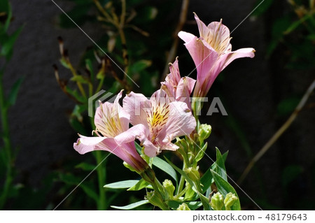Pink Alstroemeria blooming in Mitaka Nakahara 48179643