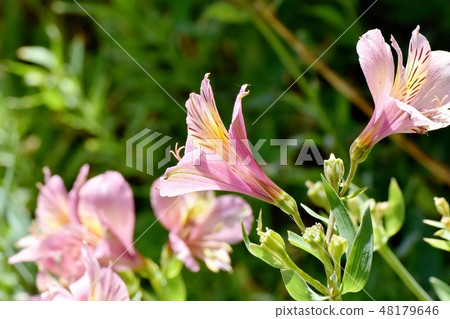 開花在三鷹中原的桃紅色德國錐腳形酒杯 48179646