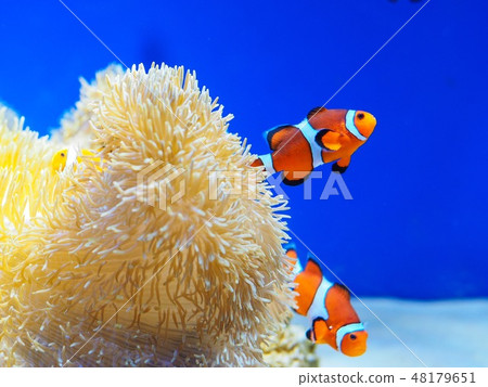 Colorful fish with coral reef under the sea Colorful fish with coral reef under the sea 48179651
