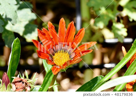 Orange Gazania blooming in Mitaka Nakahara Orange Gazania blooming in Mitaka Nakahara 48179836