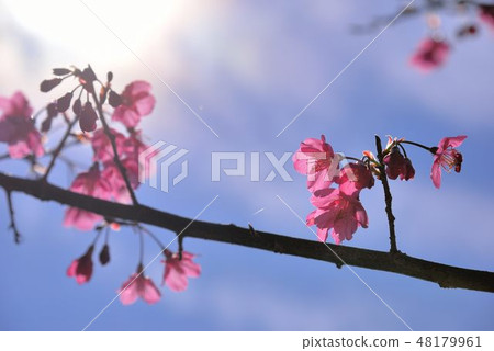 台灣山櫻（Prunus campanulata Maxim）希坎櫻（Yamasakura） 48179961