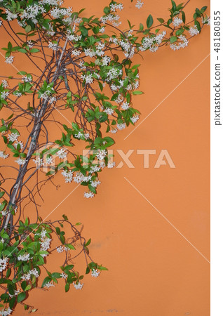 Plant with white flower on orange wall Plant with white flower on orange wall 48180855