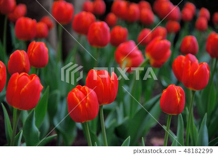 鬱金香綻放於冬天的背景,在台灣. 48182299
