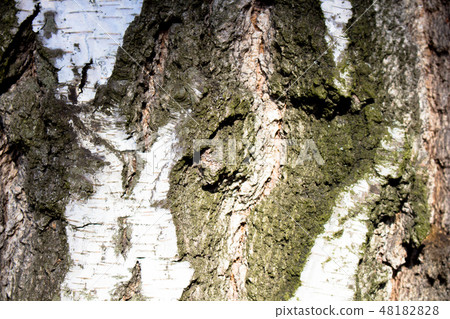 Tree bark, texture. Tree bark, texture. 48182828