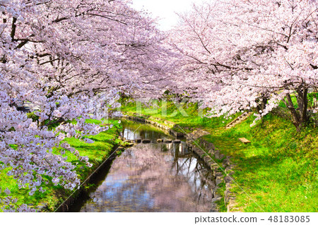 Sakurajima Moto Arakawa Sakurajima Moto Arakawa 48183085