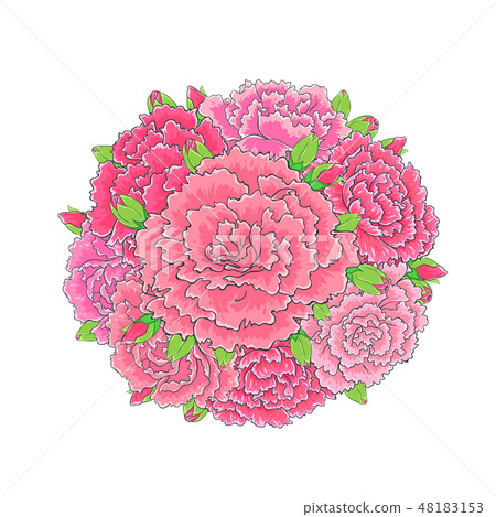 康乃馨花朵組合成一個花球 48183153