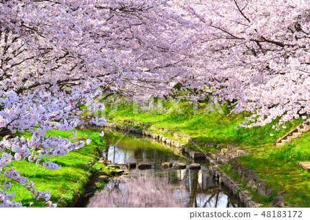 Sakurajima Moto Arakawa Sakurajima Moto Arakawa 48183172