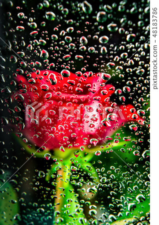 Red rose behind glass of a window with water drops Red rose behind glass of a window with water drops 48183786