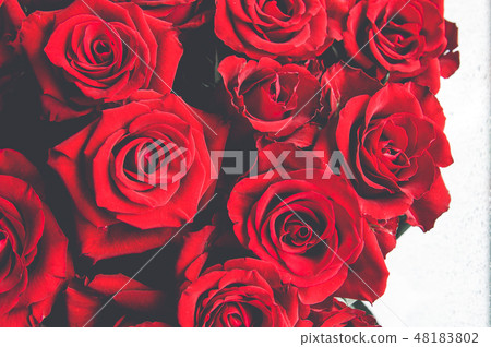 Big red roses bouquet , background of roses. 48183802