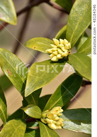 White blooming bud White blooming bud 48184346