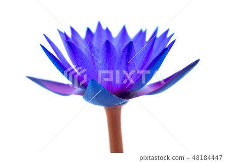 Water lily isolated on white background. 48184447