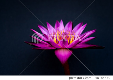 Water lily isolated on black background. 48184449
