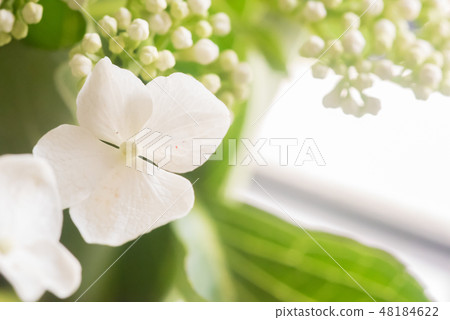 White flower White flower 48184622