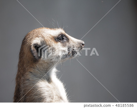 meerkat  48185586
