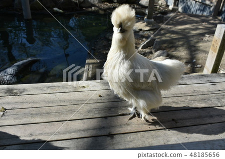 White bird san 48185656