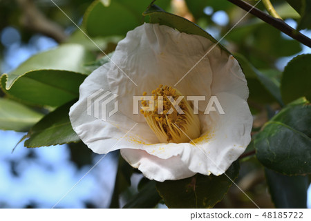 Camellia (moonlight car) 48185722