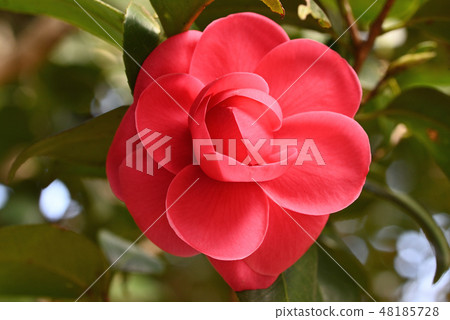 Camellia (Red maiden) 48185728