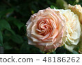 Rose with copy space 48186262