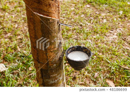 Rubber tree and cup of latex, rubber plantation 48186699