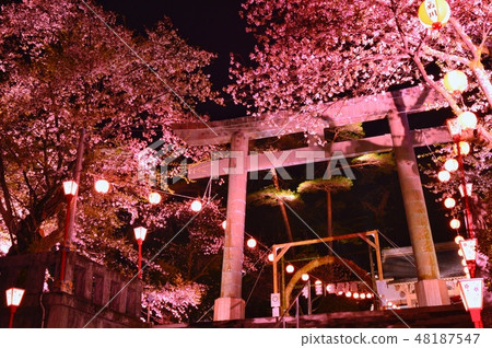 鬼怒川溫泉神社夜櫻桃樹 48187547