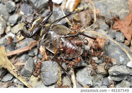 Ali carrying a stag beetle Ali carrying a stag beetle 48187549