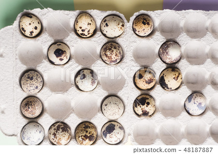 Quail eggs in cardboard packaging in random order Quail eggs in cardboard packaging in random order 48187887