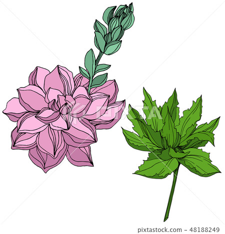 Vector Jungle botanical succulent flower. Engraved ink art illustration. Isolated succulents Vector Jungle botanical succulent flower. Engraved ink art illustration. Isolated succulents 48188249