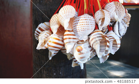 Mixed colorful sea shells as background Mixed colorful sea shells as background 48188517