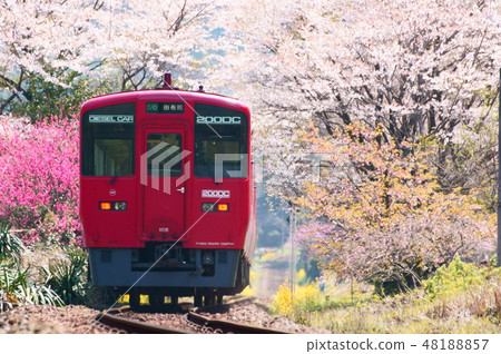 春天猖獗,櫻桃隧道和紅色草案車 春天猖獗,櫻桃隧道和紅色草案車 48188857