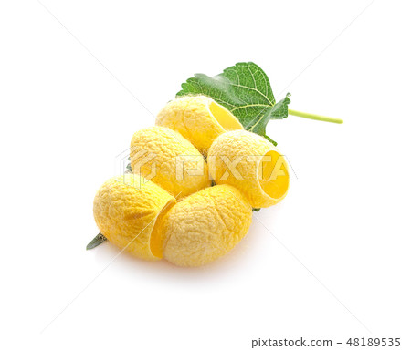 yellow thai silkworm cocoons pile isolated 48189535