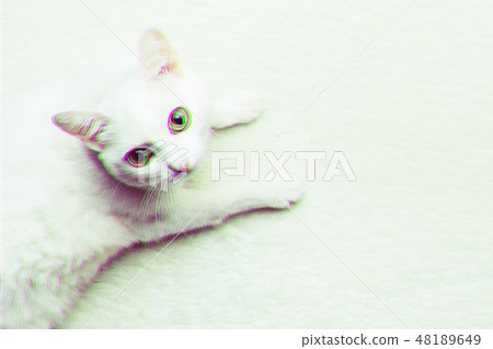 White adult cat with yellow eyes on soft carpet. White adult cat with yellow eyes on soft carpet. 48189649