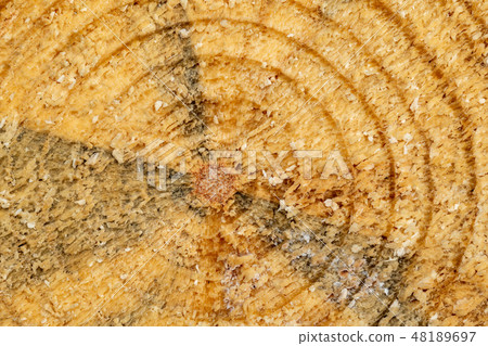 Circular wood cross section Circular wood cross section 48189697