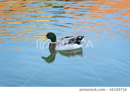 Adult male duck in river or lake swimming in water 48189716
