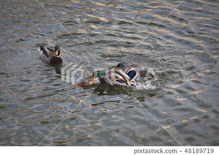 Adult ducks in river or lake water Adult ducks in river or lake water 48189719
