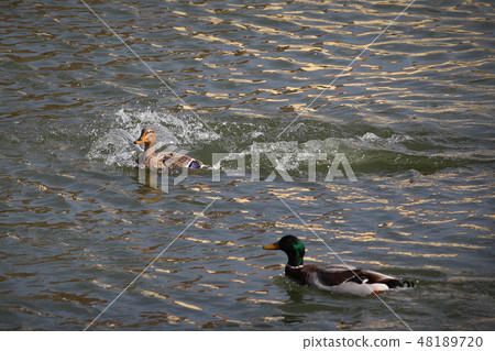 Adult ducks in river or lake water Adult ducks in river or lake water 48189720
