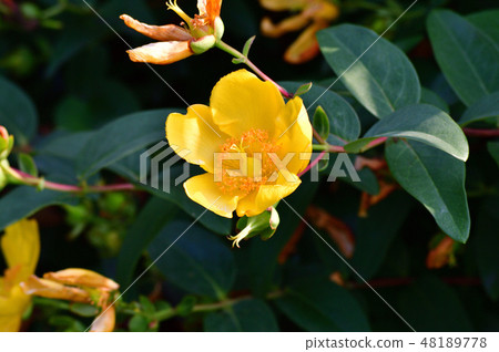 Focusing on the yellow flower of Kinshai in the branch, photograph taken in closeup Focusing on the yellow flower of Kinshai in the branch, photograph taken in closeup 48189778