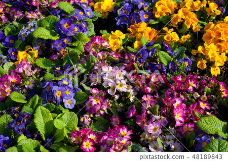 Flowers Flowers 48189843