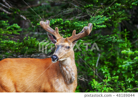 Deer Deer 48189844
