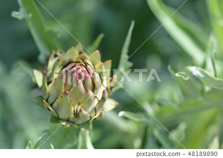 Artichoke thistle Artichoke thistle 48189890