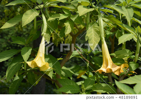 Angels trumpet Angels trumpet 48189891