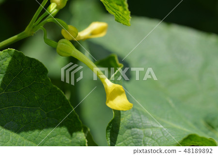 Common birthwort 48189892