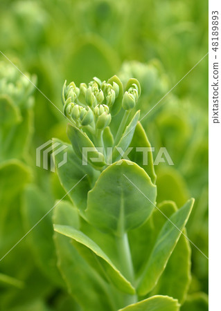 Butterfly stonecrop Butterfly stonecrop 48189893
